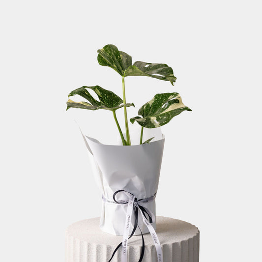 Monstera Varigated