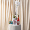 Phalaenopsis Orchid - Curated Gift Collection