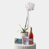 Phalaenopsis Orchid - Curated Gift Collection