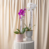 Phalaenopsis Orchid Potted