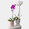 Phalaenopsis Orchid Potted