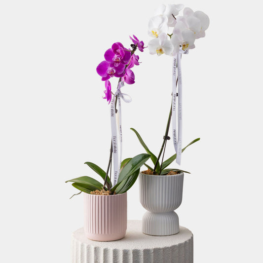 Phalaenopsis Orchid Potted