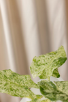 Alocasia - Varigated Elephant Ear odora