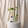 Monstera Varigated