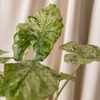 Alocasia - Varigated Elephant Ear odora