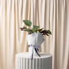 Fishbone Prayer Plant