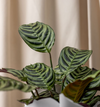 Fishbone Prayer Plant
