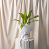 Dracena Marley