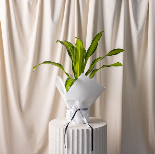 Dracena Marley