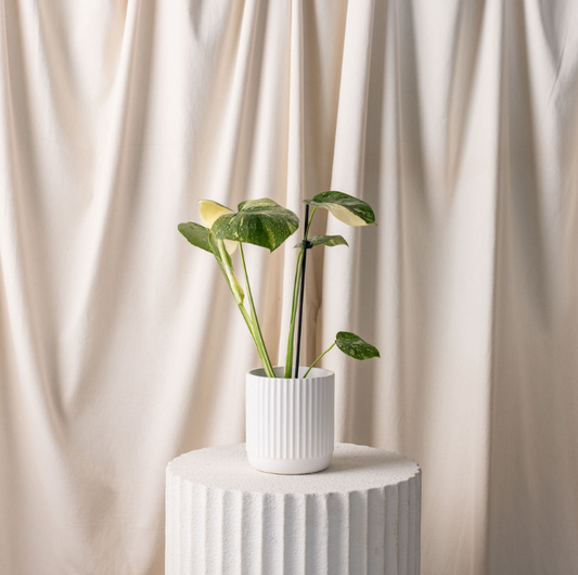 Monstera Varigated