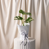 Monstera Varigated