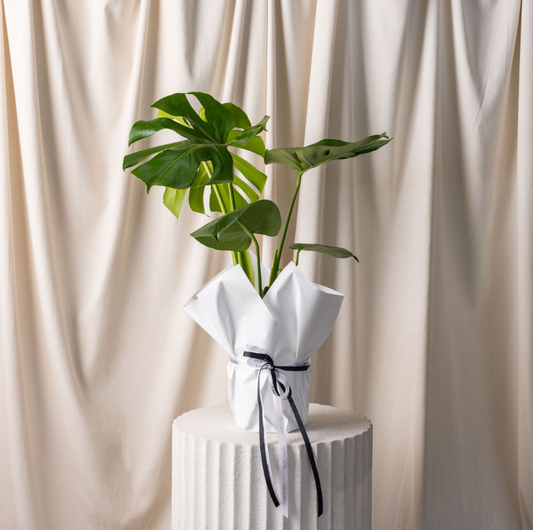 Monstera