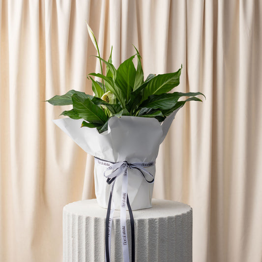 Spath / Peace Lily