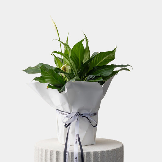 Spath / Peace Lily