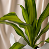 Dracena Marley