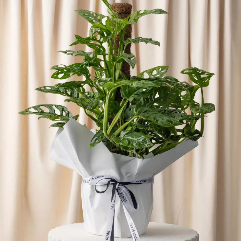 Indoor Plants