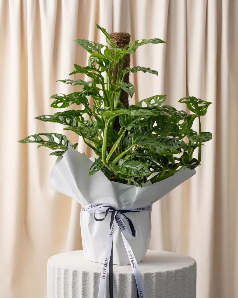 Indoor Plants