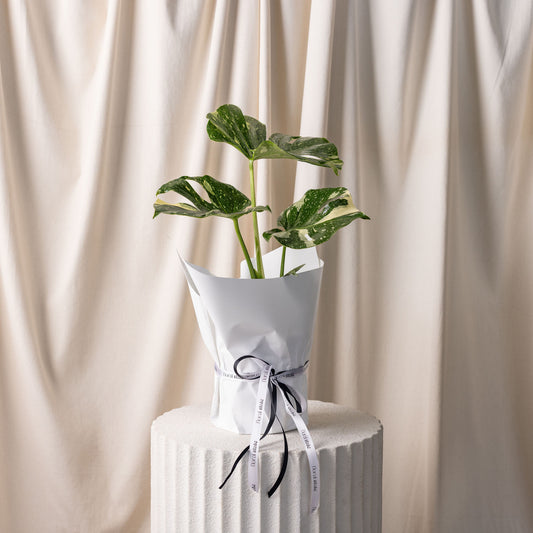 Monstera Varigated