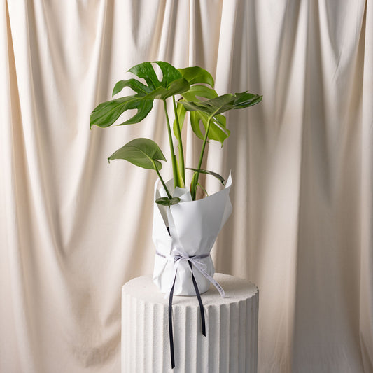 Monstera
