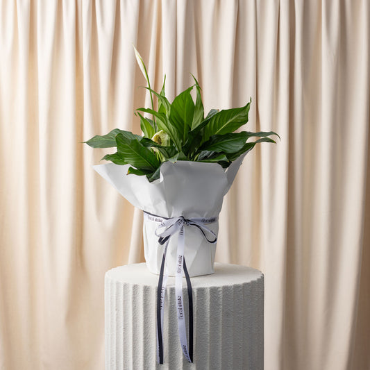 Spath / Peace Lily