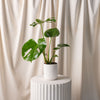 Monstera