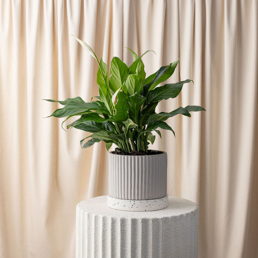 Spath / Peace Lily