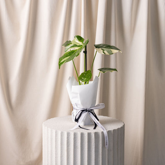 Monstera Varigated