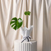 Monstera