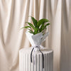 Spath / Peace Lily