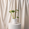 Monstera Varigated