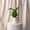 Spath / Peace Lily